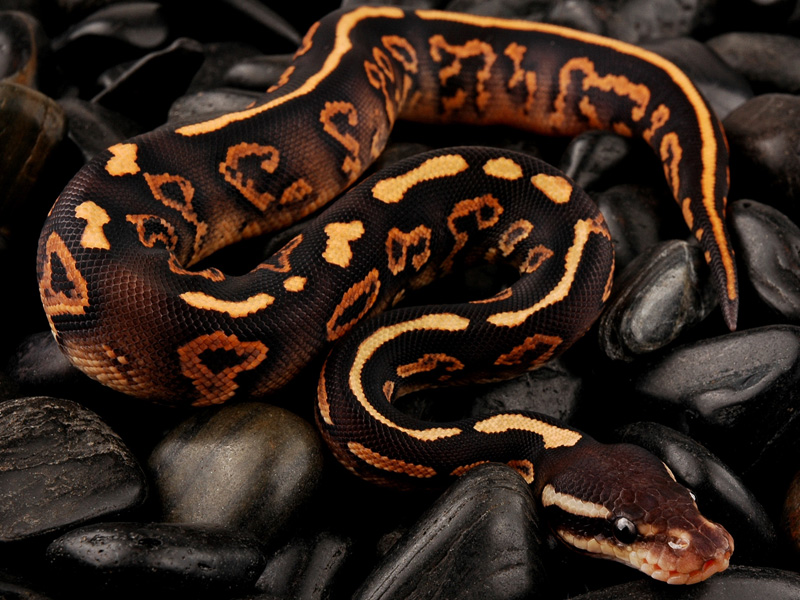 Yellow Belly Black Pastel Mystic