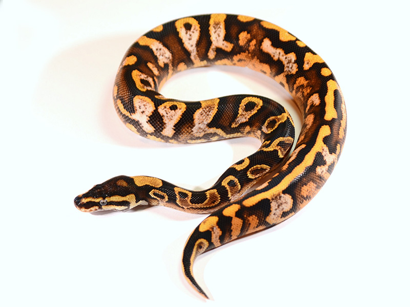 Yellow Belly Calico - Flora & Fauna's line