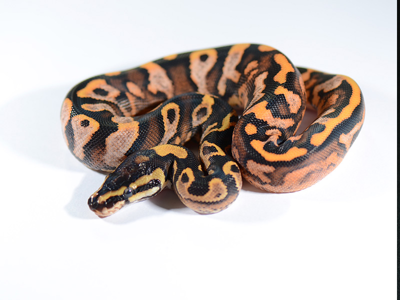 Yellow Belly Calico - Flora & Fauna's line