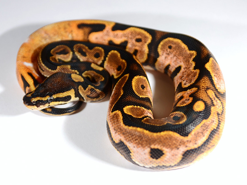 Yellow Belly Calico - Flora & Fauna's line