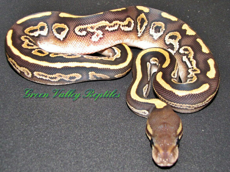 Yellow Belly Mojave Black Pastel (Barnhart Line)