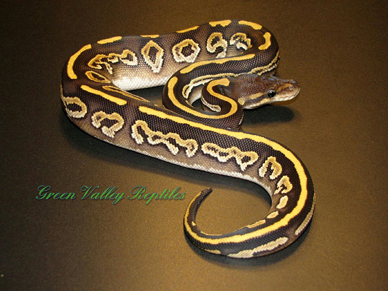 Yellow Belly Mojave Black Pastel (Barnhart Line)