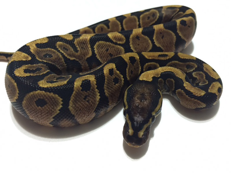 Yellow Belly WHS line Scaleless Head