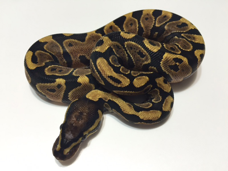 Yellow Belly WHS line Scaleless Head