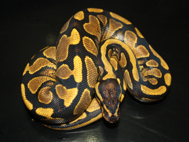 Yellow Belly