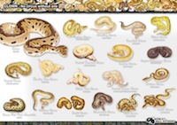Genetic Wizard - World of Ball Pythons