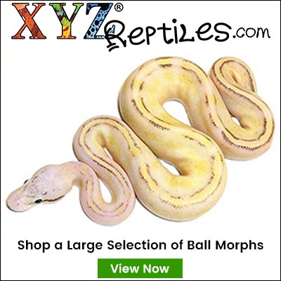 Super Blade - Morph List - World of Ball Pythons